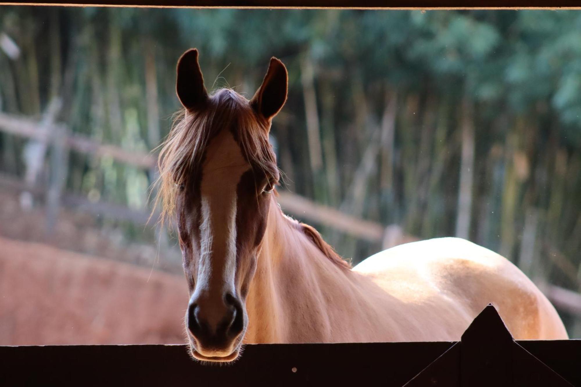 Refugio Horse Villa Santo Antônio do Pinhal Szoba fotó